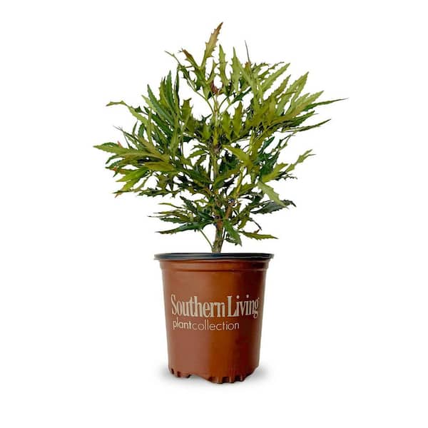 SOUTHERN LIVING 2.5 qt. Beijing Beauty Mahonia, Live Evergreen Shrub, Bright Yellow Flowers