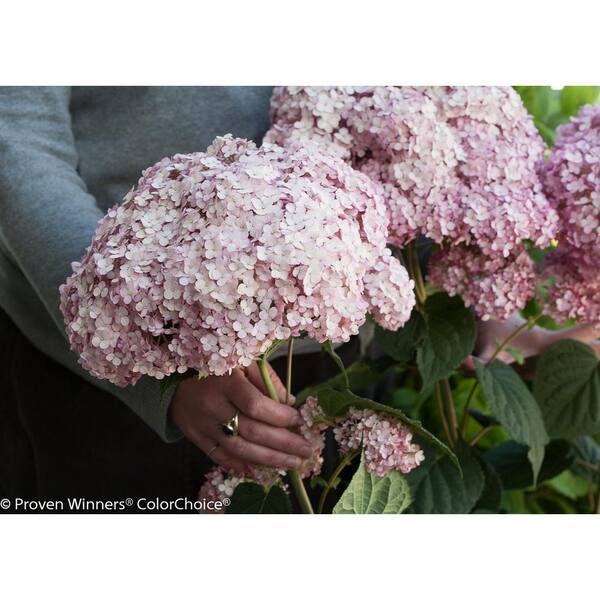 3 Gallon Light Pink Flowers Incrediball Blush Smooth Hydrangea Live Shrub