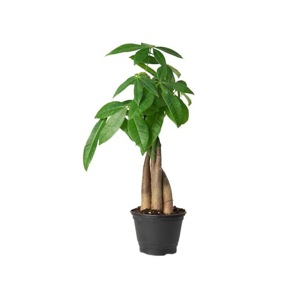 national PLANT NETWORK Braided Money Tree Plant in 6 in. Grower Container