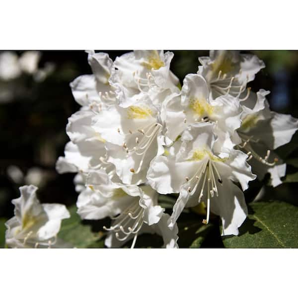 Online Orchards 1 Gal. Chionoides Rhododendron Shrub Bell Shaped Snowwhite Blossoms Blanket this Compact Shrub