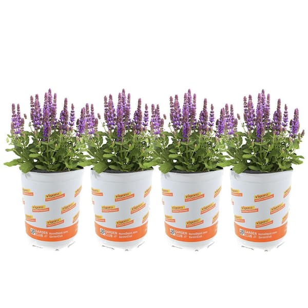 3 Gal. Landscape Purple Lavender Salvia East Freisland Perennial Plant (1-Pack)