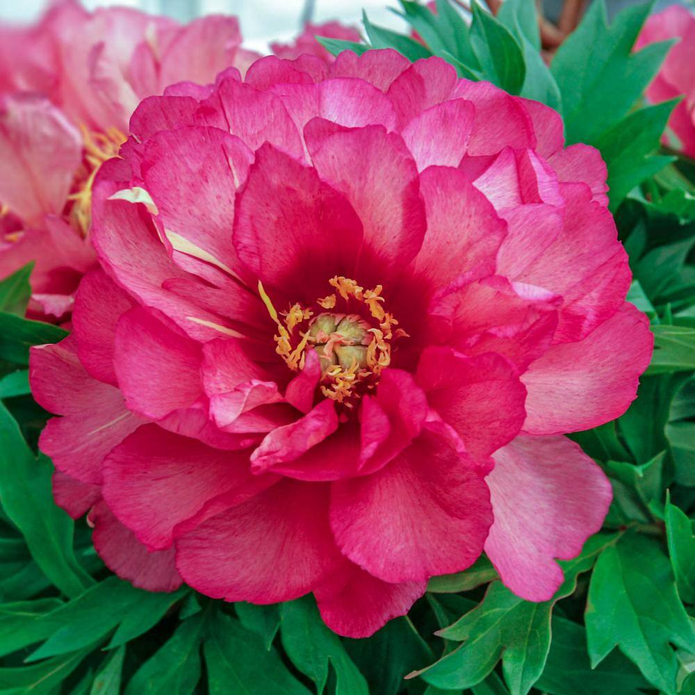 Spring Hill Nurseries Itoh Peony Julia Rose (Paeonia) Live Bareroot Plant Pink Colored Flowering ...