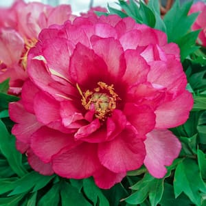 4 in. Pot Itoh Peony Julia Rose (Paeonia) Live Potted Perennial Pink Colored Flowers