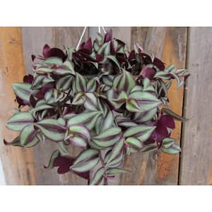 1.8 Gal. Tradescantia Plant in 11 in. Hanging Basket