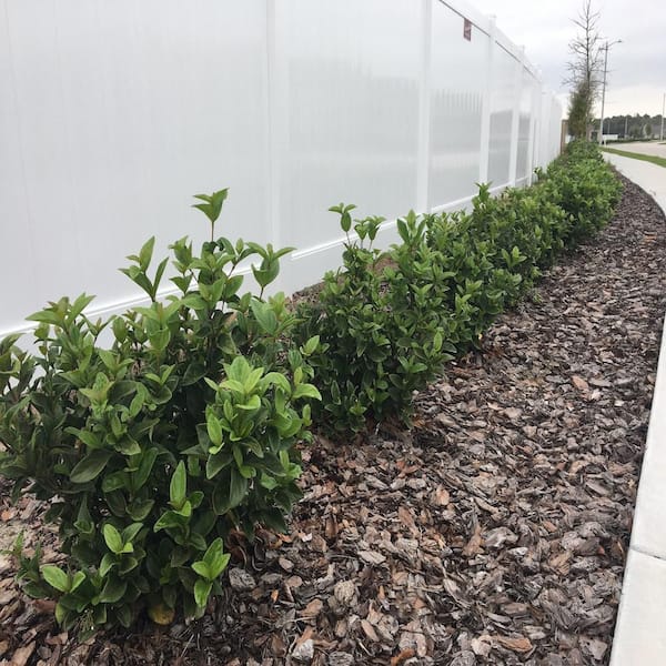 3 Gal. Sweet Viburnum Shrub with White Flowers V465G3 - The Home Depot
