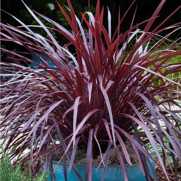 2.5 Qt. Design-A-Line Cordyline - Narrow Arching Rich Burgundy Foliage