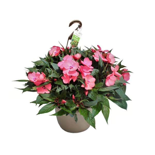 SunPatiens 2 Gal. Compact Blush Pink SunPatiens Impatiens Outdoor Annual Plant with Pink Flowers in 12 In. Hanging Basket