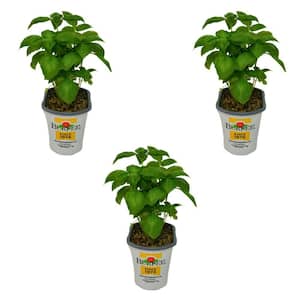 Pint Basil Super Sweet Genovese Plant-3-Pack