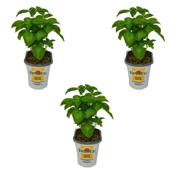 Pint Basil Super Sweet Genovese Plant-3-Pack