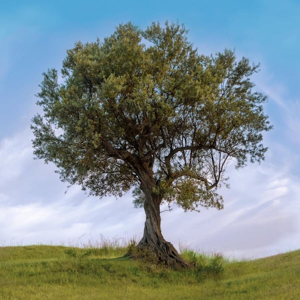 national PLANT NETWORK 3 gal. Olive Tree