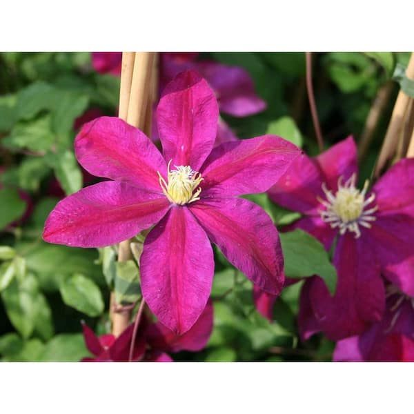 Wekiva Foliage Clematis Sunset-Live Plant in a 4 Inch Growers Pot-Clematis 'Sunset'-Beautiful Deep Red and Pink Flowering Vine