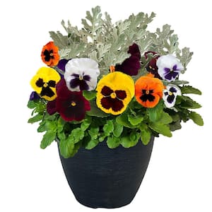 11 in. Pansy Annual Plant in Decorative Pot with Multi-Colored Blooms and Dusty Miller