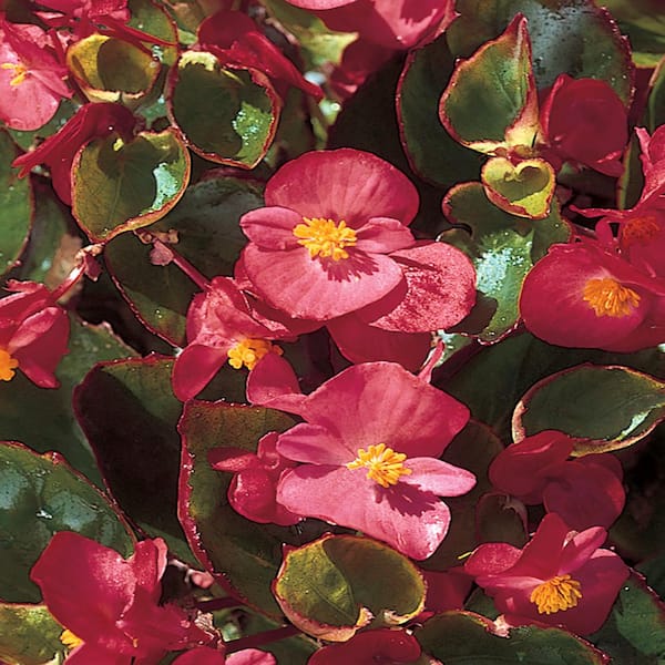 Unbranded 4.5 in. Red Begonia Plant