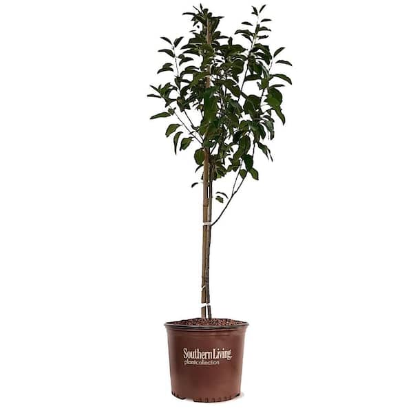 5 Gal. McIntosh SL. Semi Dwf Apple Tree