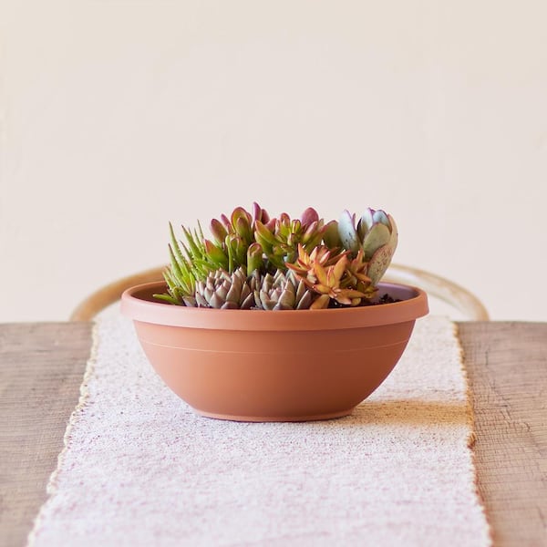 Terra Medium 14 in. Terra Cotta Plastic Bowl Planter