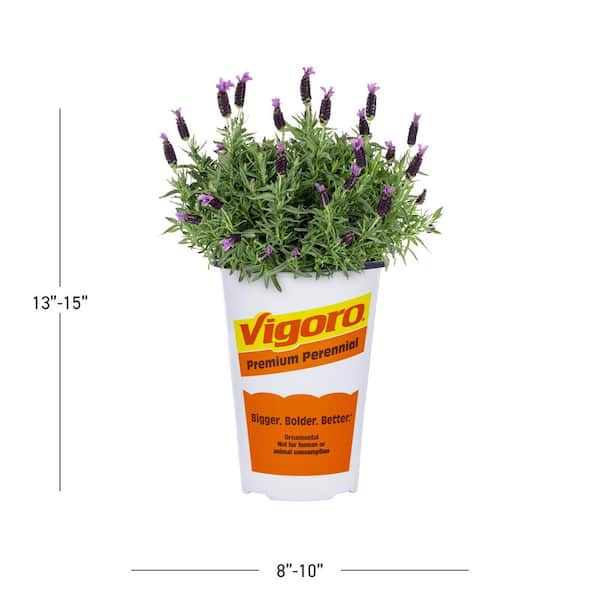 METROLINA GREENHOUSES 2 qt. Lavender Javelin Forte Deep Purple