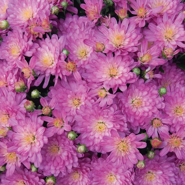 Unbranded 11 in. Jacqueline Pink Chrysanthemum Perennial Plant