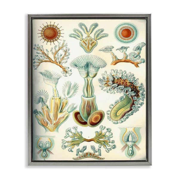 Stupell Industries Vintage Haeckel Sea Life by Graffi tee Studios Gray Floater Frame Animal Graphic Art Print 21 in. x 17 in.