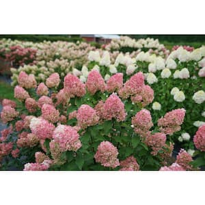 1 Gal. Quick Fire 'Fab' Hydrangea (Arborescens) Live Plant, White and Pink Flowers