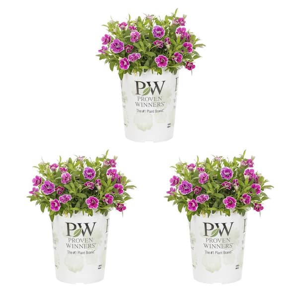 METROLINA GREENHOUSES 2.5 qt. Proven Winners Calibrachoa Superbells Doublette Love Swept Pink and White Bicolor Annual Plant (3-Pack)