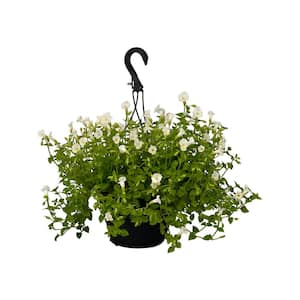 4.73L. Torenia Moon White Flower 10 in. Hanging Basket