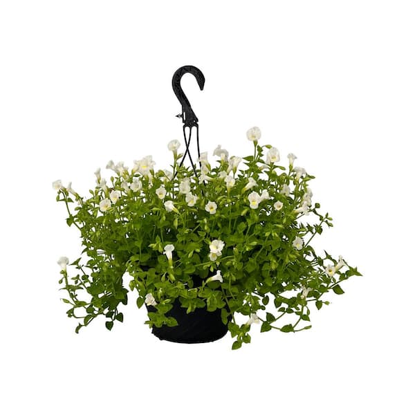 Pure Beauty Farms 4.73L. Torenia Moon White Flower 10 in. Hanging Basket