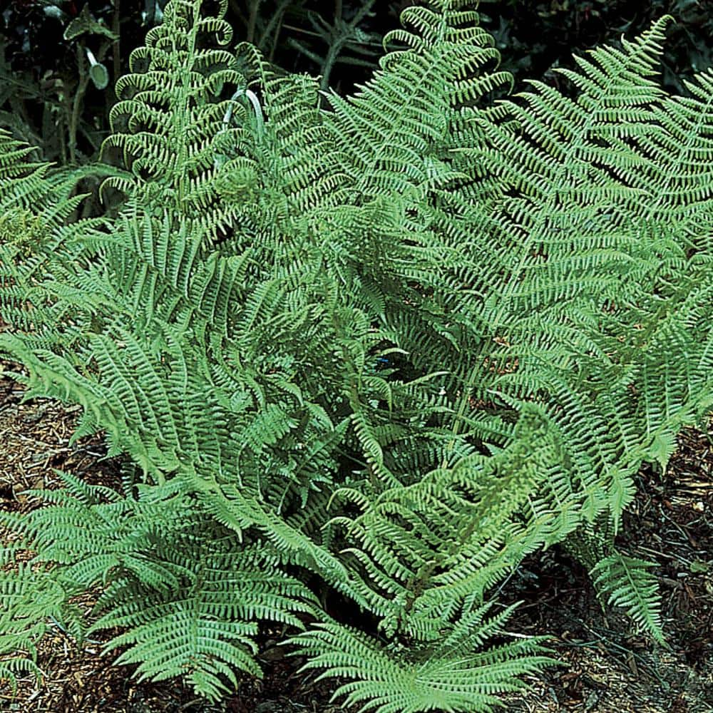 Spring Hill Nurseries Toothed Wood Fern Dormant Bare Root Perennial ...