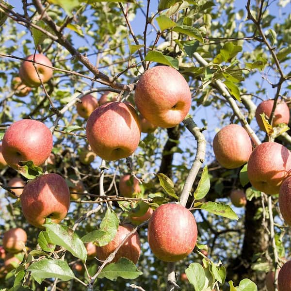Gala Apple Tree For Sale - 4-5ft Bareroot Organic Grafted