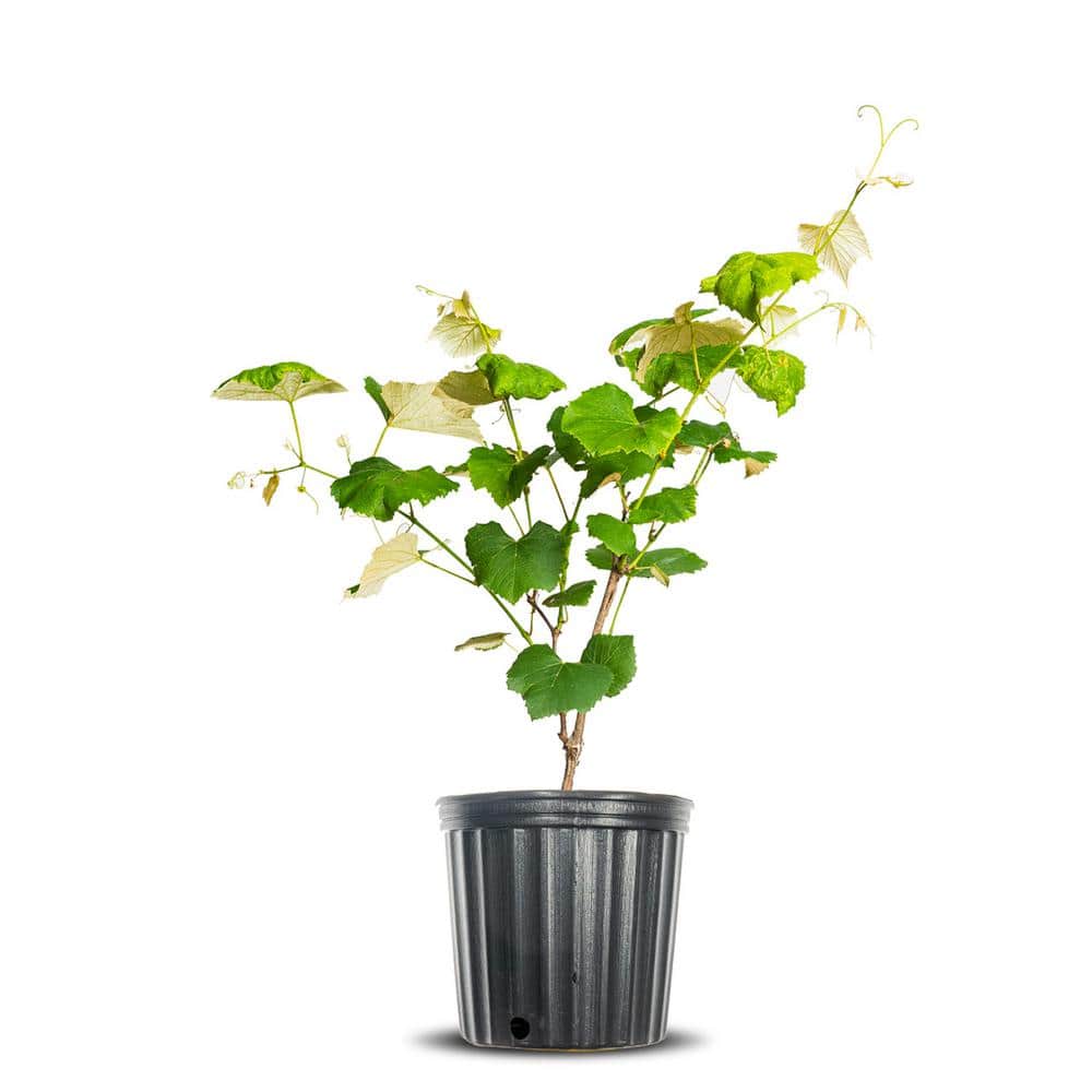 Perfect Plants Concord Grape Vine Plant in 1 Gal. Grower's Pot, Produces Seedless Fruit THD00537