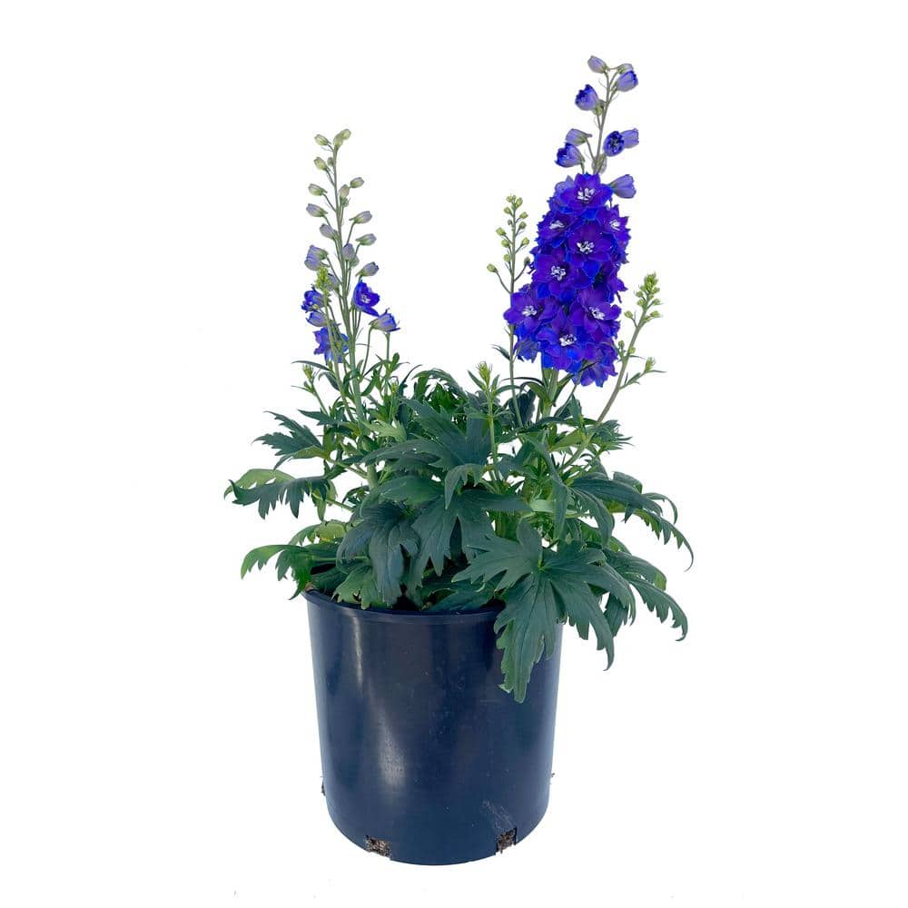 1.5 GL Delphinium Delgenius Glitzy Perennial Plant with Blue-Violet Flowers