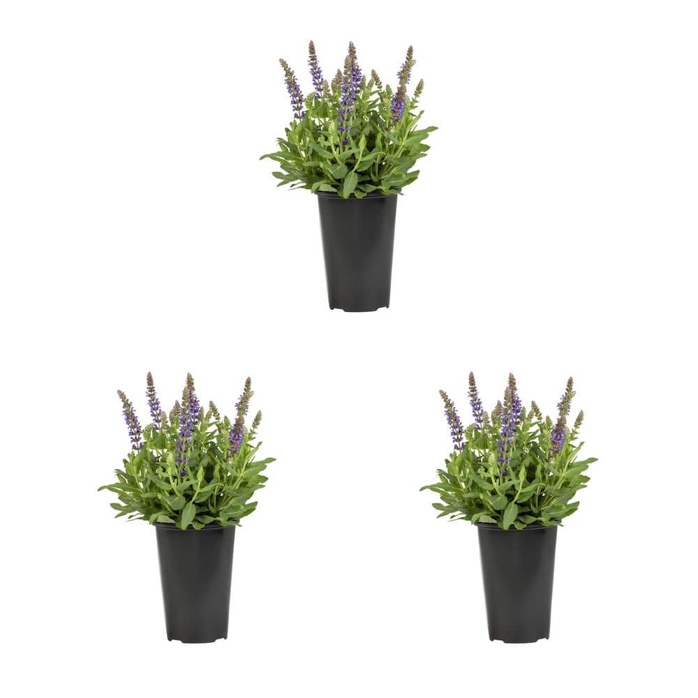 METROLINA GREENHOUSES 2 Qt. Salvia Apex Blue Perennial Plant (3