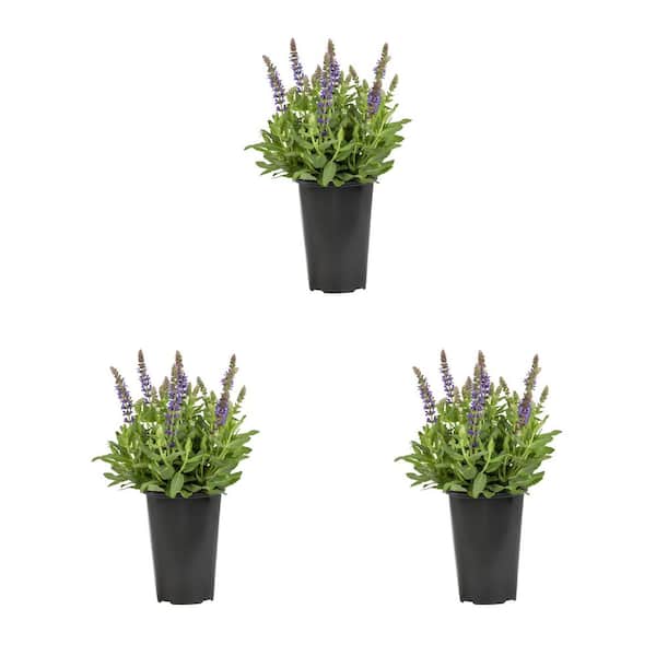 2 Qt. Salvia Apex Blue Perennial Plant (3-Pack)