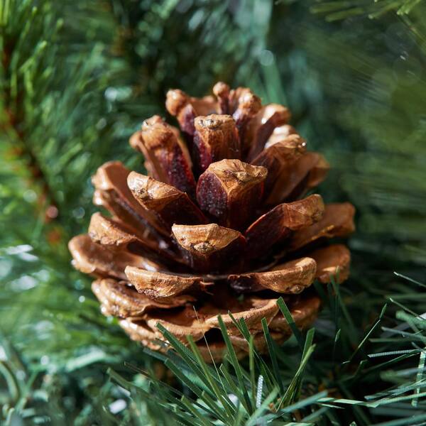 12 Pine Cone Images and Pine Branches! - The Graphics Fairy