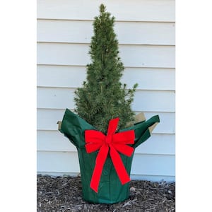 2 Gal. Spruce Decorative Holiday Shrub/Tree