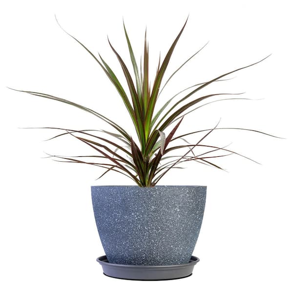 Perfect Plants Dracena Marginata Dragon Plant in 6 in. Grower's Pot  THD10035 - The Home Depot
