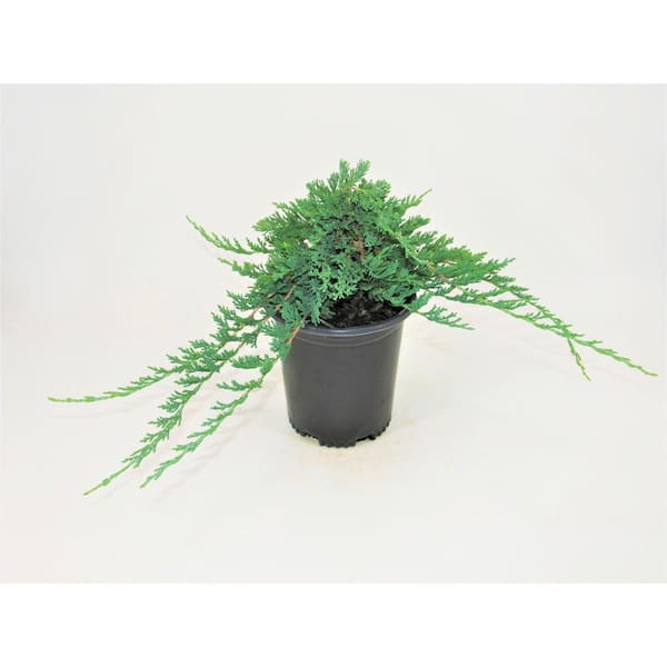 BELL NURSERY 1 Gal. Blue Rug Creeping Juniper Live Evergreen Shrub
