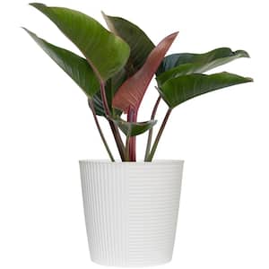 Red Congo Live Philodendron Tatei Indoor Plant in 10 in. White Decor Pot