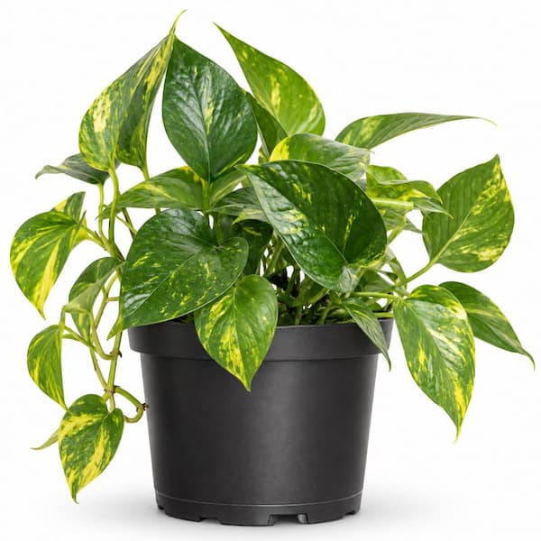 Golden Pothos Indoor Vining Houseplant in 6 in. Grower Pot
