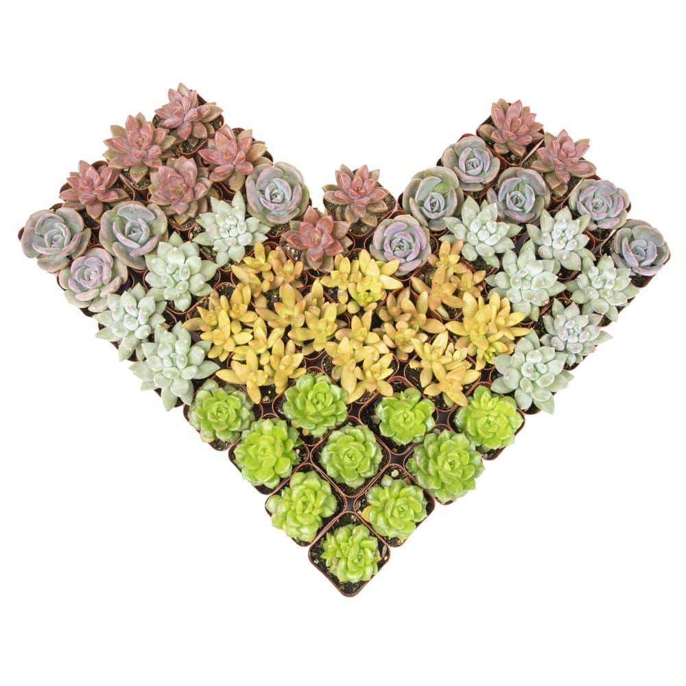 Multicolor Assorted Succulent Variety Pack in Plastic Pots