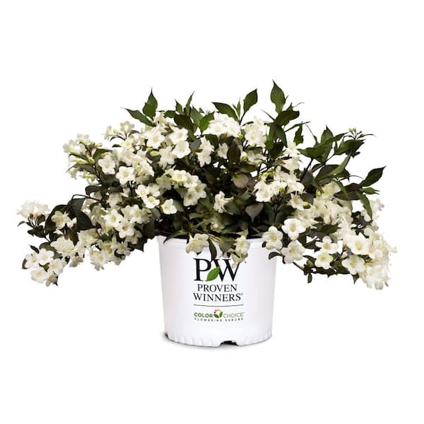 2.0 Gallon Wine and Spirits Weigela (Weigela Florida 'Wine and Spirits) Shrub with White Flowers