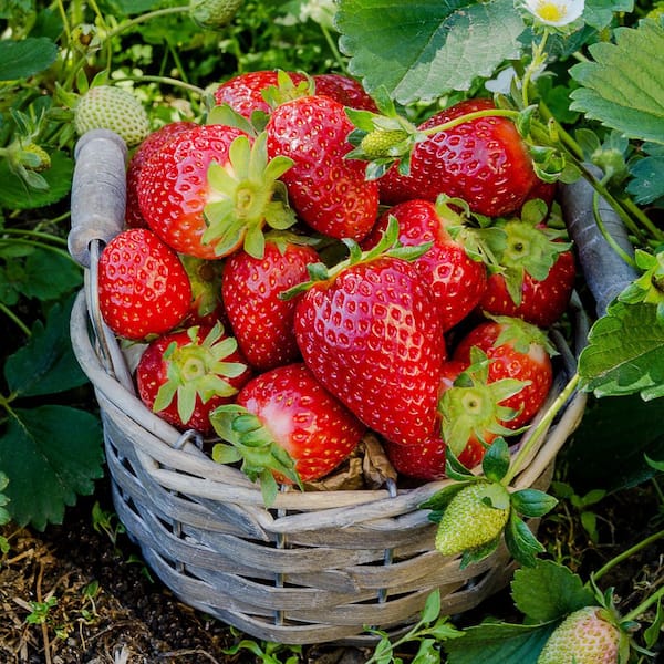 6.1 in. Strawberry Healthy Seed Grow Kit