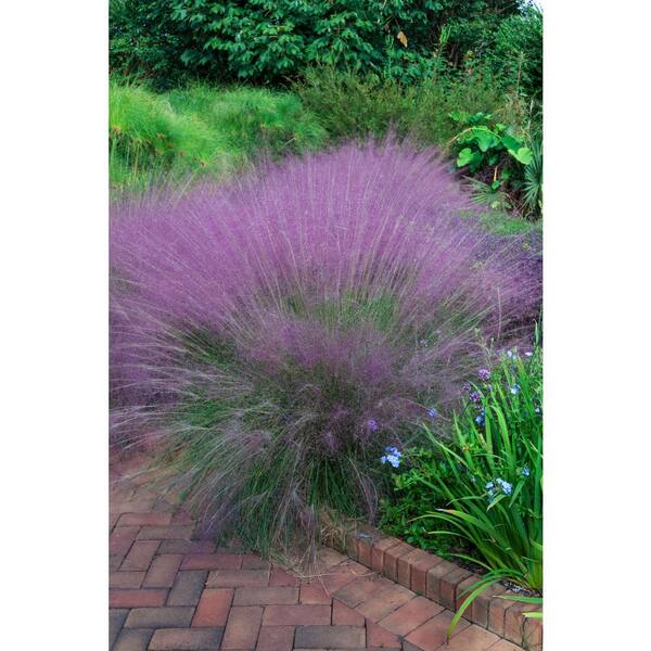 Spring Hill Nurseries 3 In. Pot, Pink Plumed Muhly (Muhlenbergia) Perennial Grass (1-Pack)