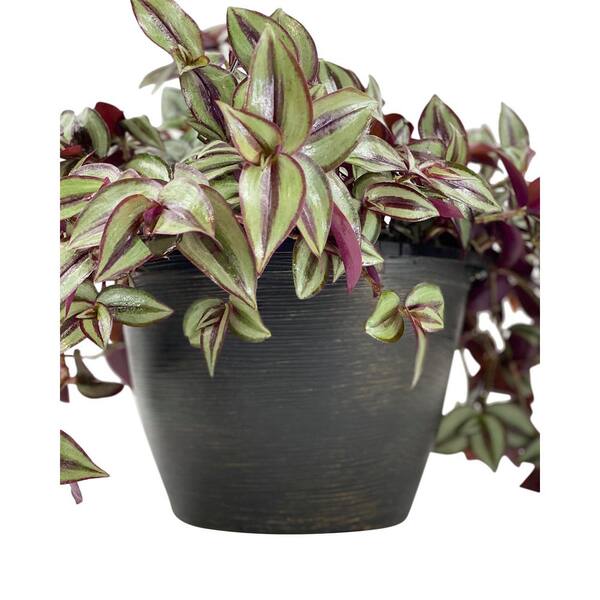 Artificial Plants Hanging Tradescantia Houseplant 41 Long Outdoor