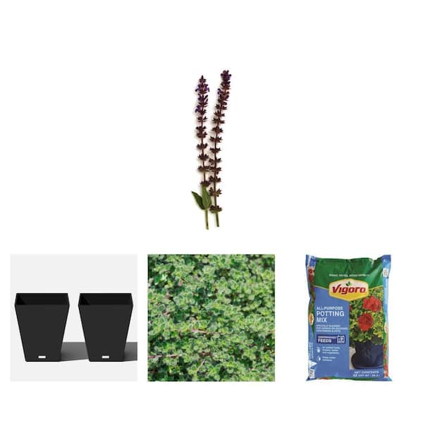 3 Gal. East Friesland Salvia, 18 in. Black Planter (2-Pack), 1 Gal. Wooly Thyme, and 32 qt. Potting Soil Mix