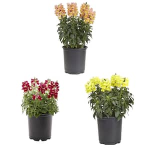 2.5 qt. Snapdragon Mix Orange, Red, Yellow Multicolor Annual Plant 3-Pack