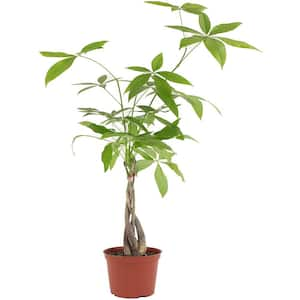 Money Tree, Live Indoor Plant, Braided Trunk, Easy Care Air Purifying Tropical Houseplant in 6 in. Grower Pot