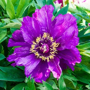 2.25 Gal. Pot, Morning Lilac Itoh Peony Deciduous Flowering Perennial Plant (1-Pack)