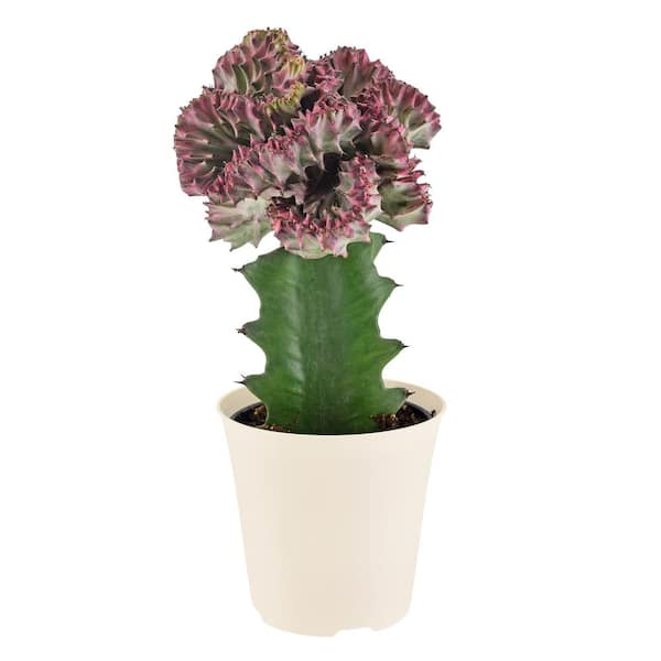 4 in. Light Purple Marmaid Tail Coral Cactus Live Indoor Plant in Beige Plastic Pot Cover