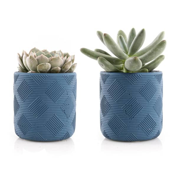 Unbranded 2.5 in. Assorted Succulent Set in Blue Weave Pot (2-Pack)