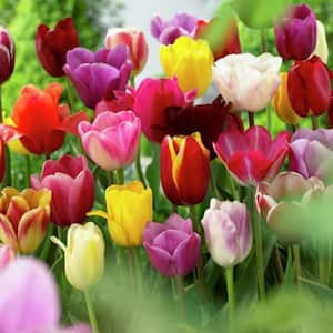 Tulips Long Stemmed Mixture (Set of 50 Mammoth Bulbs)